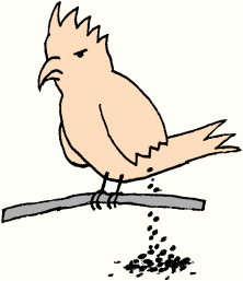 Kackadu