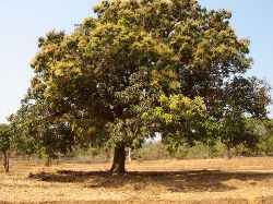 Mangobaum